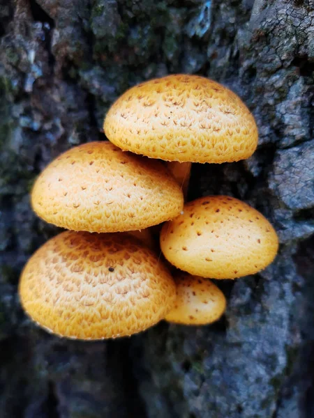 在森林里的树干上有一群橙色的蘑菇 — 图库照片