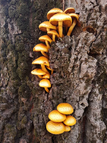在森林里的树干上有一群橙色的蘑菇 — 图库照片
