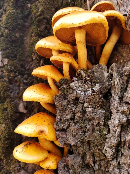 Groupe Champignons Orange Sur Tronc Arbre Dans Forêt — Photo
