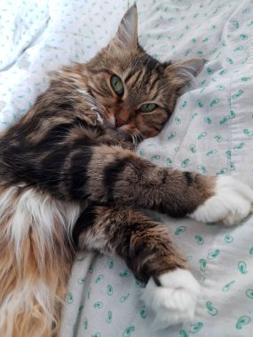 Kırım isimli kedi gözlerini kıstı ve odada neler olduğunu izledi..