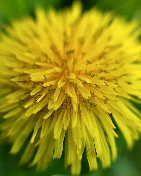 Żółty Kwiat Mniszka Bliska Mniszek Lekarski Kwiat Makro Fotografia — Zdjęcie stockowe