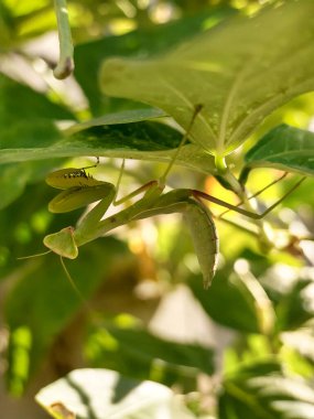 Peygamber devesi ya da peygamber devesi yeşil yaprakların arasında doğal yaşam alanındadır..