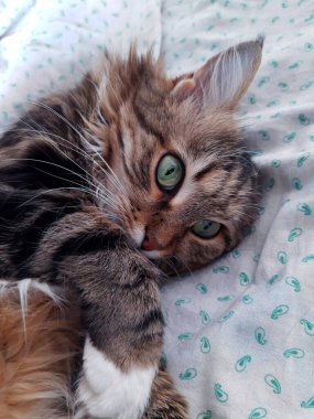 Kırım isimli kedi gözlerini kıstı ve odada neler olduğunu izledi..