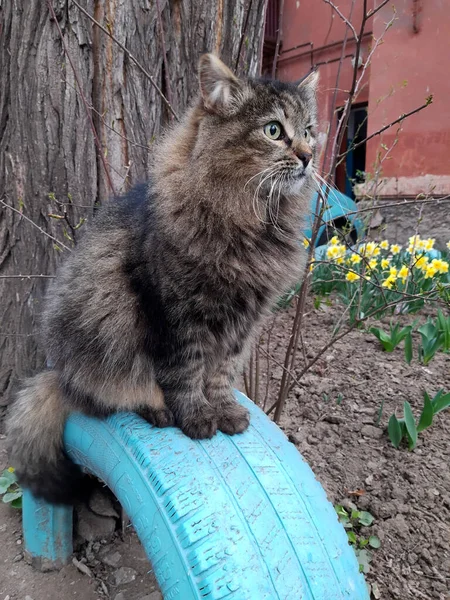 Gatto Nome Murchik Guarda Attentamente Cosa Sta Succedendo Strada — Foto Stock