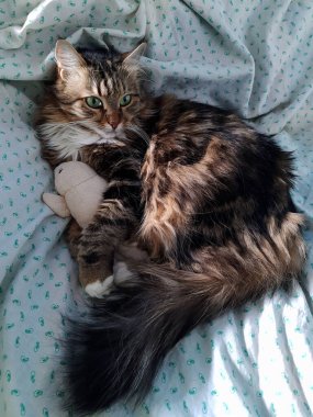 Kryma adında bir kedi koltukta uzanmış yumuşak bir oyuncağa sarılıyor..