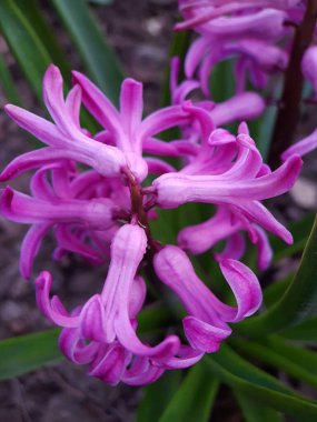 Yeşil yaprakların arka planına karşı sümbül çiçekleri..