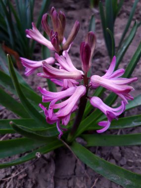 Yeşil yaprakların arka planına karşı sümbül çiçekleri..