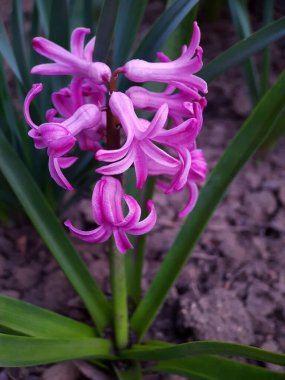 Yeşil yaprakların arka planına karşı sümbül çiçekleri..