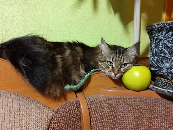 Gato Llamado Kryma Yace Una Batería Cerca Una Manzana Verde — Foto de Stock