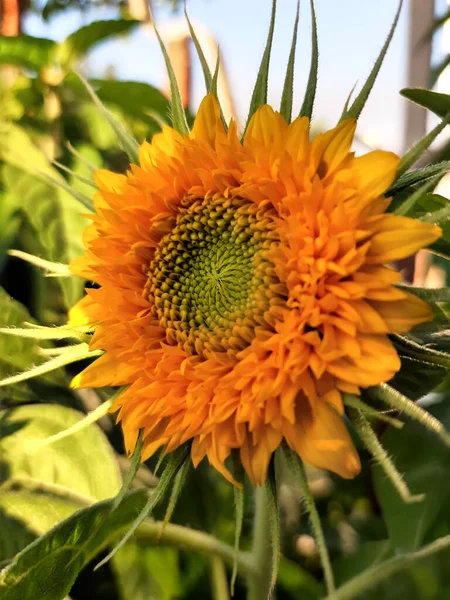 Brillante Flor Girasol Amarillo Naranja Florece Sobre Fondo Vegetación Cerca — Foto de Stock