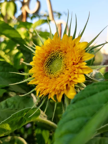 Parlak Sarı Turuncu Ayçiçeği Yeşilliğin Arka Planında Çiçek Açar — Stok fotoğraf