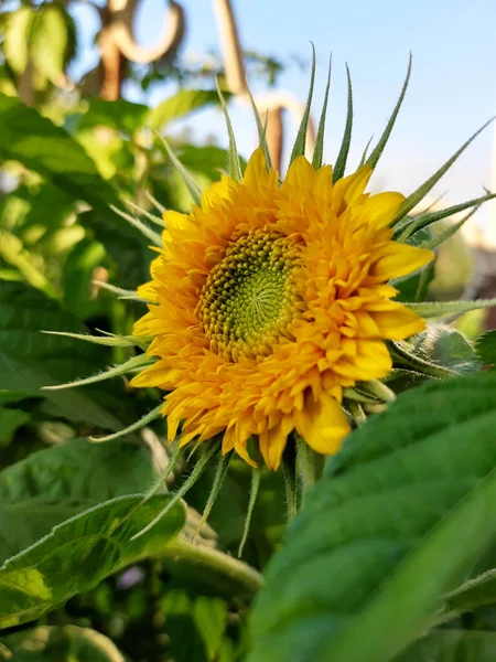 Brillante Flor Girasol Amarillo Naranja Florece Sobre Fondo Vegetación Cerca — Foto de Stock