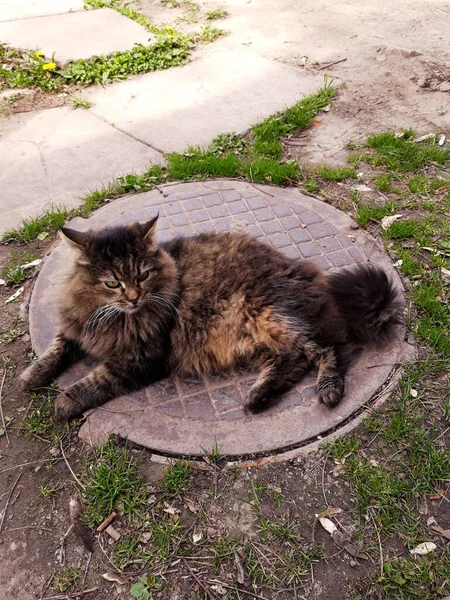 머치크라는 이름의 고양이가 해치에 — 스톡 사진