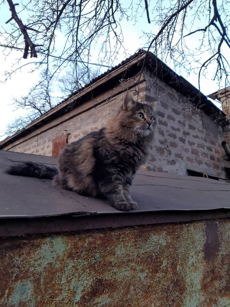 Gato Patio Llamado Murchik Techo Garaje Coches — Foto de Stock