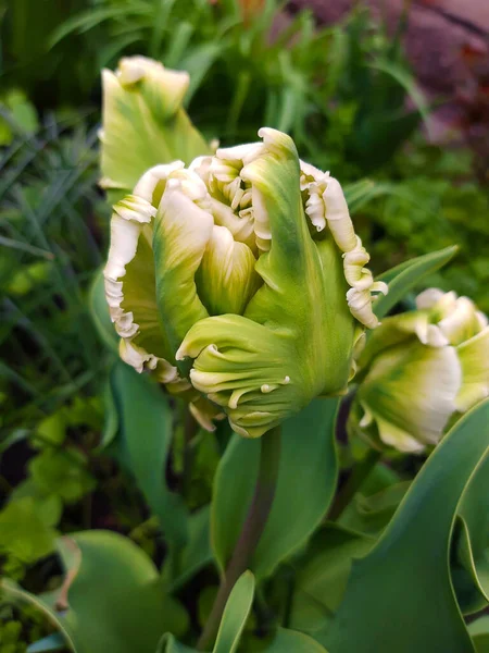 Creamy Bud Parrot Tulip Close Background Green Leaves — стоковое фото