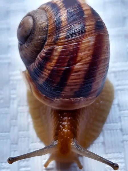 Grape Snail Creeps White Background Close —  Fotos de Stock