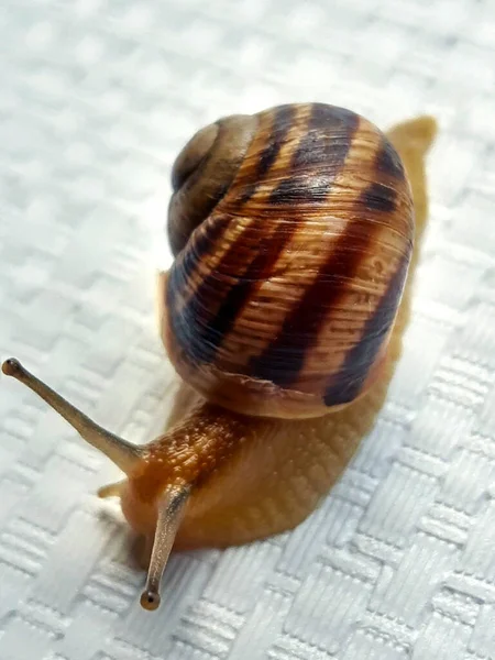 Grape Snail Creeps White Background Close — стоковое фото