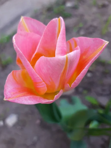 Colorful Tulip Flower Close Gray Background — Foto de Stock