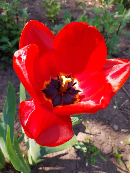 Цветок Тюльпана Сером Фоне — стоковое фото