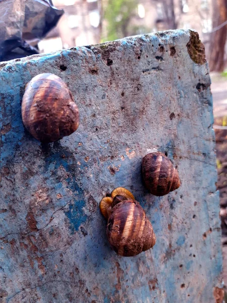 Grape Snails Live Concrete Surface Yard — Stok fotoğraf