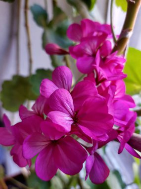 Pencerenin kenarında parlak kırmızı sardunya çiçekleri var..