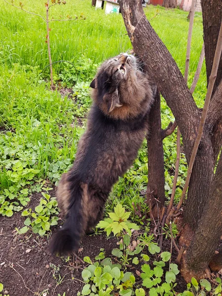 Cat Murchik Crushes His Claws Tree Trunk Background Green Grass — 스톡 사진