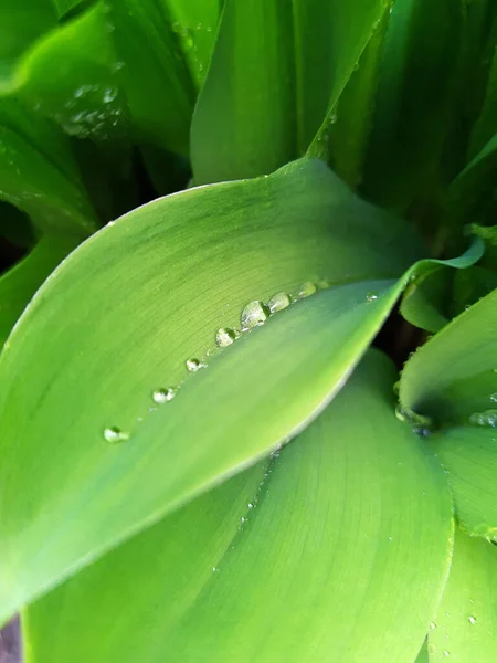 Morning Raindrops Green Leaves Lily Valley Close — Stockfoto