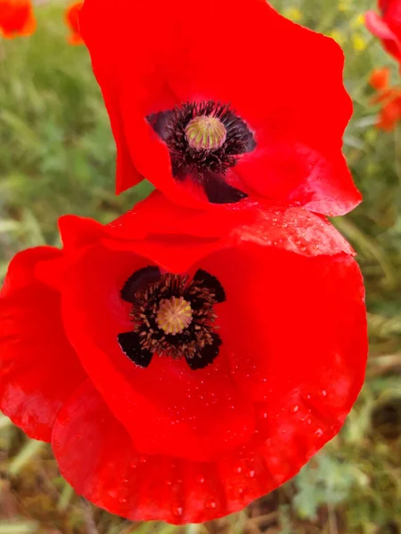 草を背景に雨の後に赤い畑のポピーの花を閉じる — ストック写真