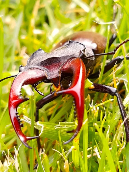 クワガタムシ フラット ルカヌス Lucanus Cervus クワガタムシ科ルカヌス属の大型甲虫で 緑の草の密接な関係を背景にしています — ストック写真