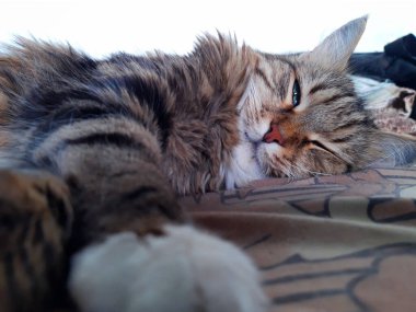 Kırım adında bir kedi kanepede uyuyor. Uyuyan kedi. Bir kedinin kapalı gözleri.