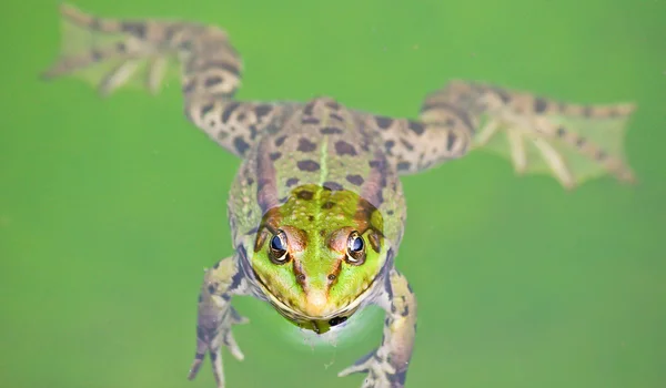 Floating frog — Stock Photo, Image