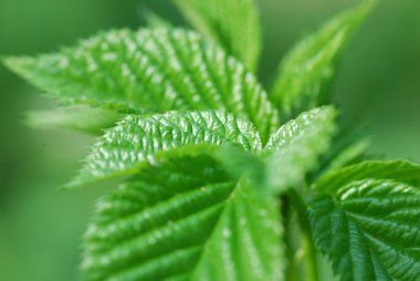 Bush bahar orman genç yeşil yaprakları