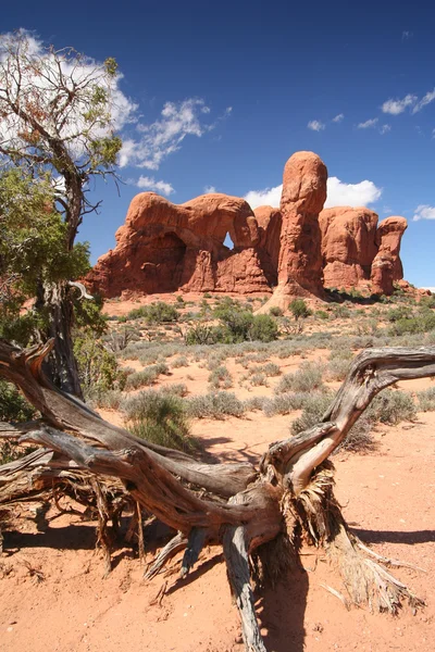 Vindusseksjonen ved Arches Nationalpark – stockfoto