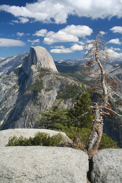 Árvore murcha no Parque Nacional de Yosemite — Fotografia de Stock