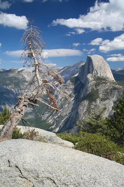 Vissnade träd yosemite national park — Stockfoto