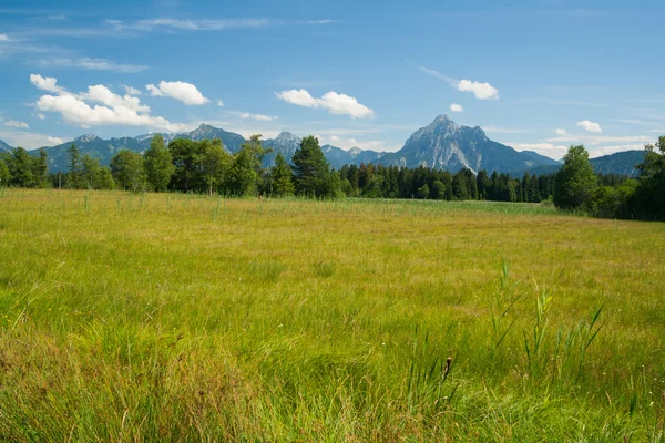 Les prairies devant les Alpes — Photo