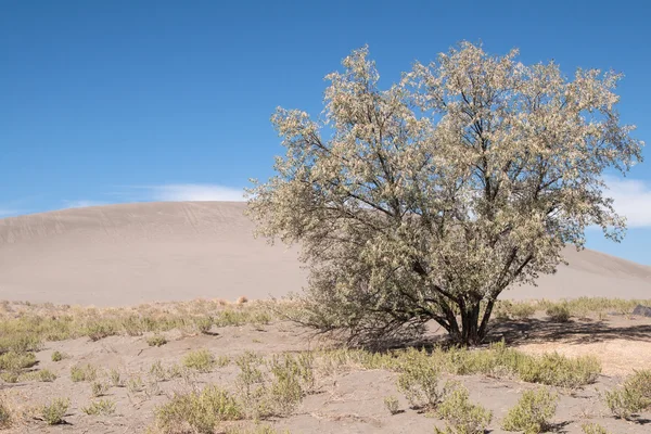 Árbol en las dunas de Bruneau — Foto de Stock