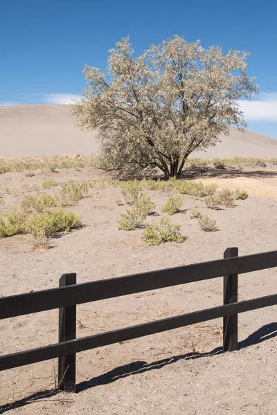 Boom in de bruneau dunes — Stockfoto