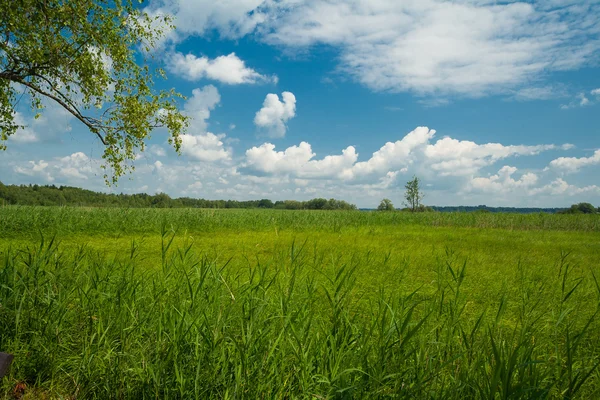 Meadows near the lake Chiemsee — Stock Photo, Image