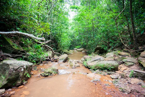 Florest Nehri Stok Resim
