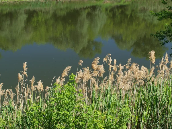 Canne près de la rivière — Photo