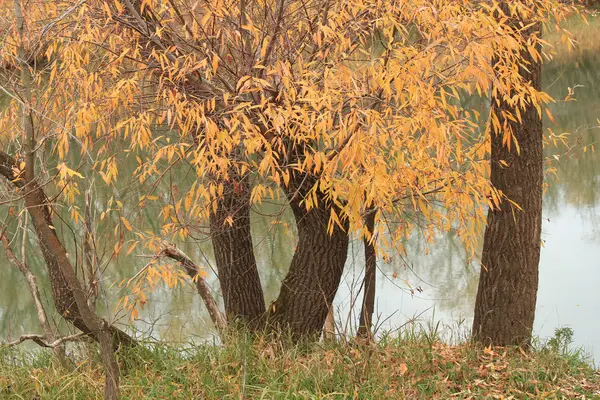 Arbres près de la rivière en automne — Photo