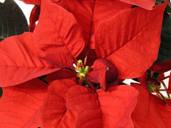 Red poinsettia Stock Photo