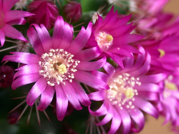 Flor de cacto — Fotografia de Stock