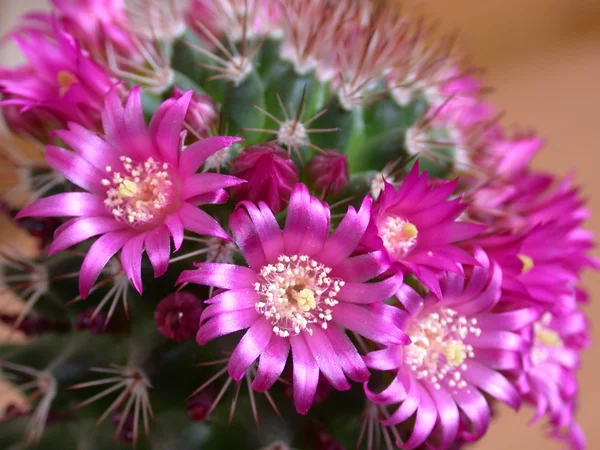 Kakteenblüten — Stockfoto