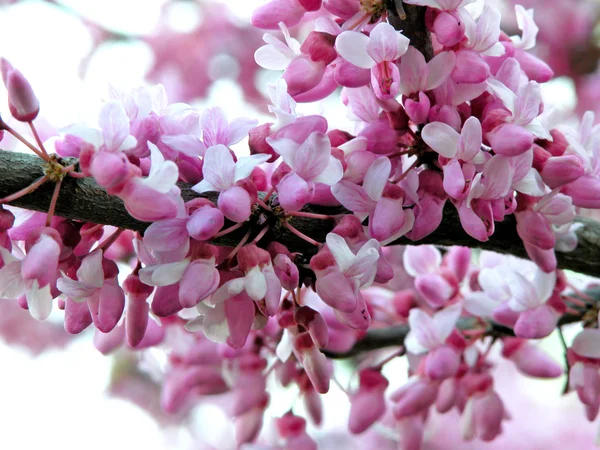 Lilac flower — Stock Photo, Image