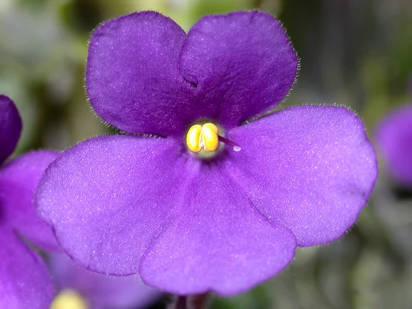 Parma violett blomma — Stockfoto