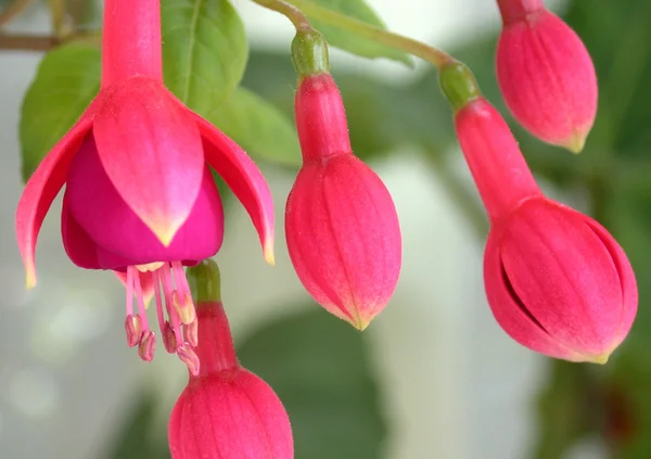 Pink bells flowers — Stock Photo, Image