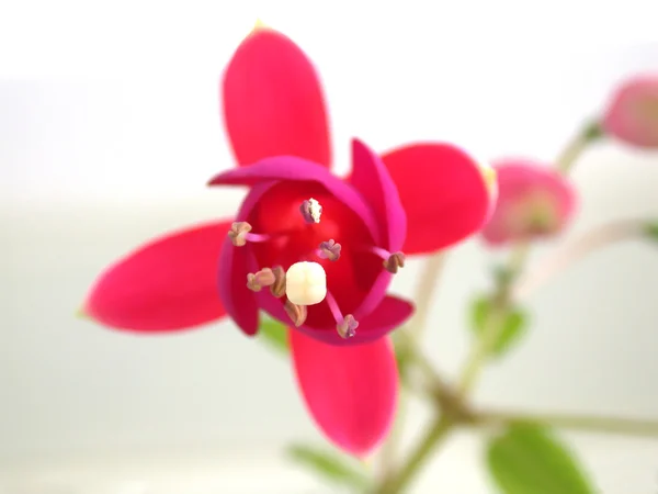 Campana flor rosa — Foto de Stock