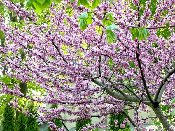 Melocotón flores árbol — Foto de Stock